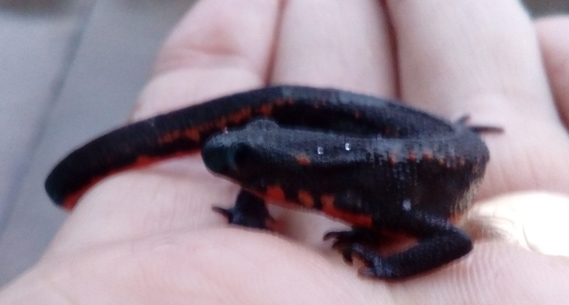 George the fire belly newt