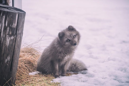Sly as a fox means to be as smart, clever and cunning as a fox but in a negative way. People who are sly as a fox trick and fool other people.