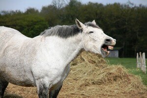 Long in the tooth means someone is old or older than you. As some animals age their gums recede, and this makes their teeth look longer.