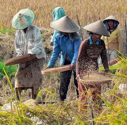 Winnowing is a way of separating edible rice or wheat seeds from their inedible coverings or chaff by throw the rice or wheat into the air.