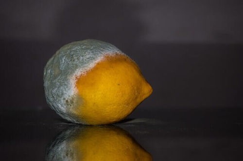 If you leave food in the fridge for too long it will go off. A fuzzy lemon or tomato is a sure signal that it has gone off or gone rotten.