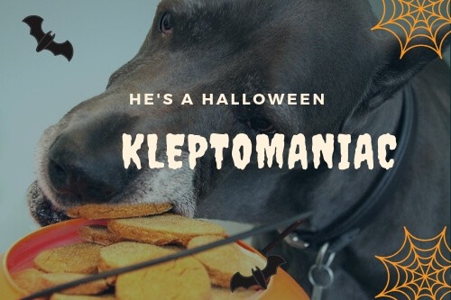 A kleptomaniac is a person who has an uncontrollable urge to steal things. Often it doesn't matter what they steal.