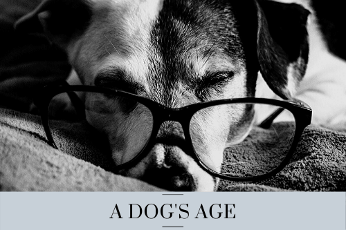 A dog’s age