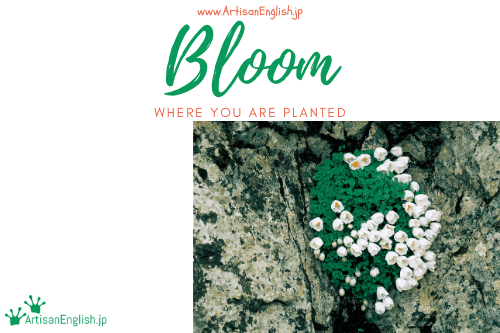 Bloom where you’re planted